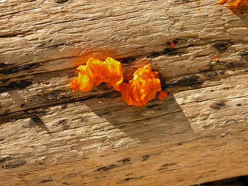 Jelly fungus, Cabin Bay.jpg - Orange jelly ( Dacrymyces palmatus ), Cabin Bay, McCauley Island